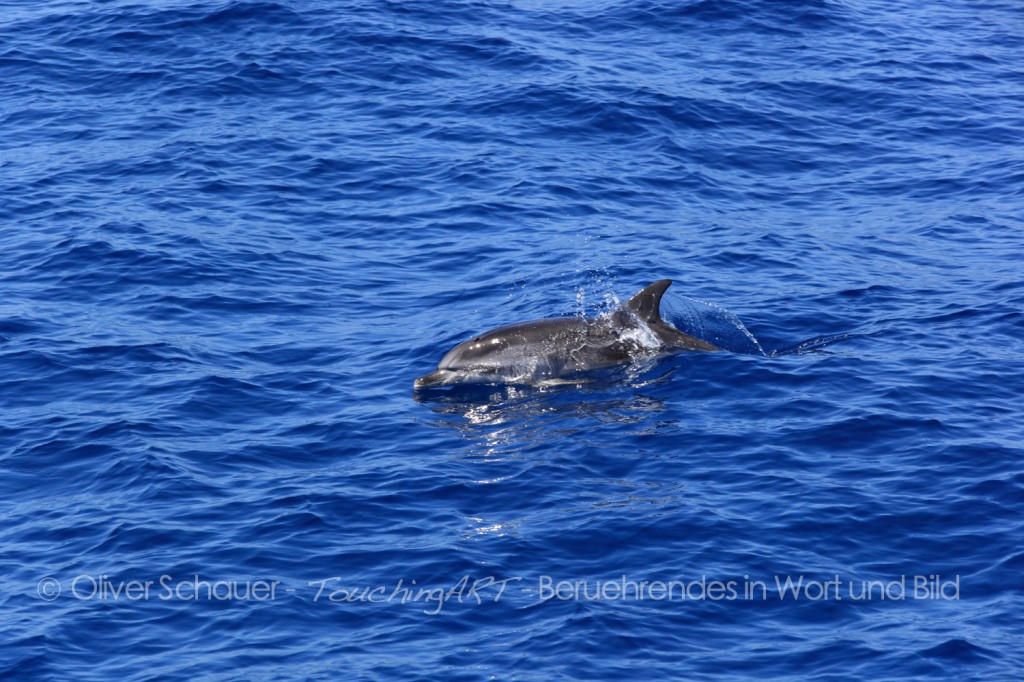 0564_Delphin4.9.12