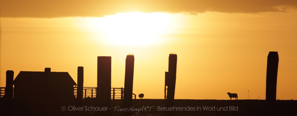 Schafe am Morgen ...