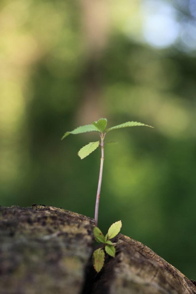 Ein Baum auf einem Baum