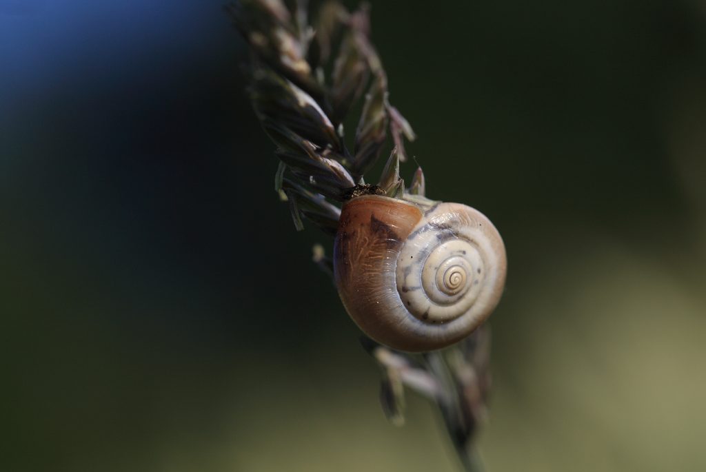 Entdecken der Langsamkeit