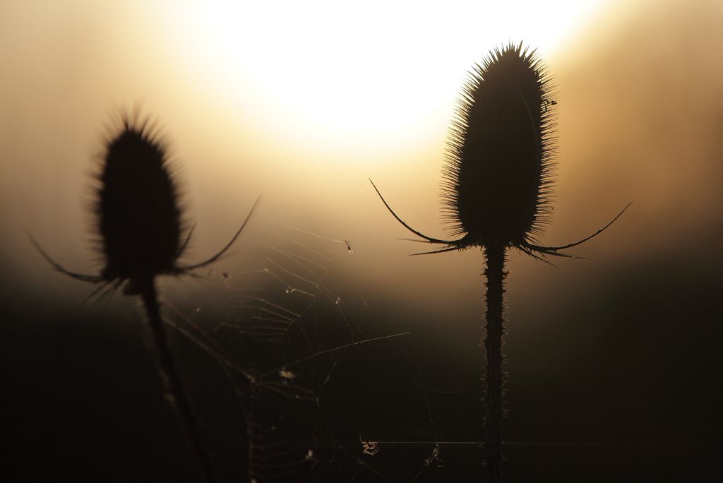 Im letzten Tageslicht