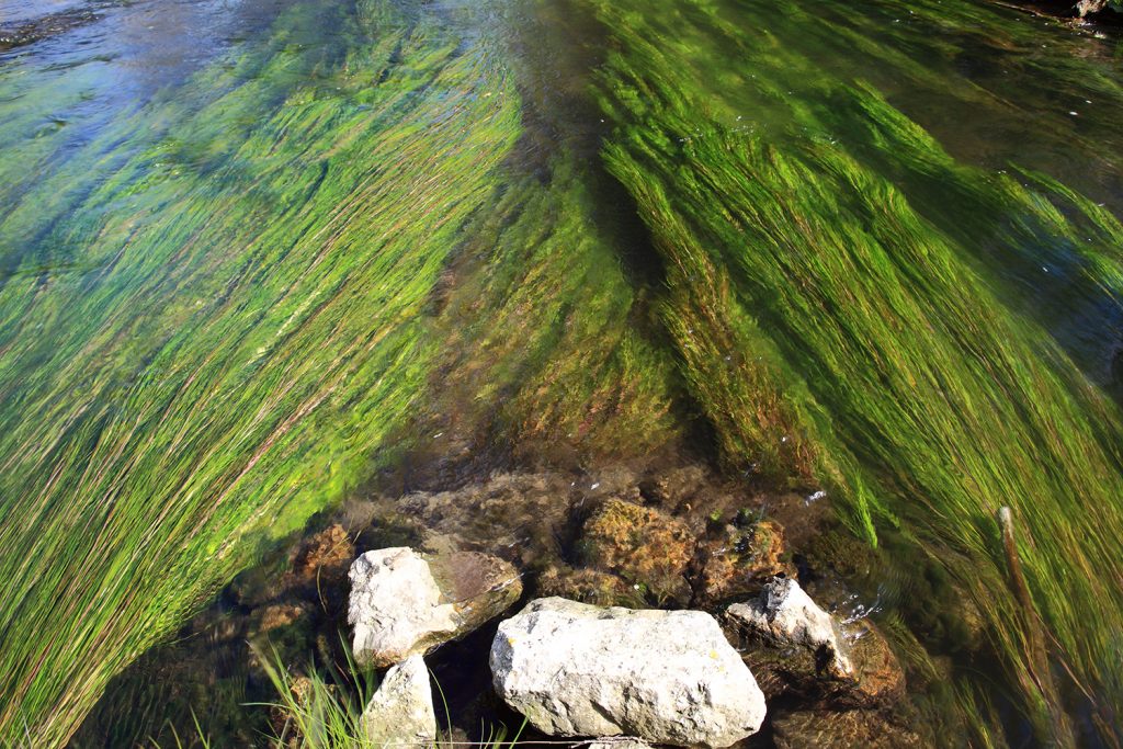 Mit der Strömung schwimmen